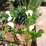 Mihael And Melani 波雷奇