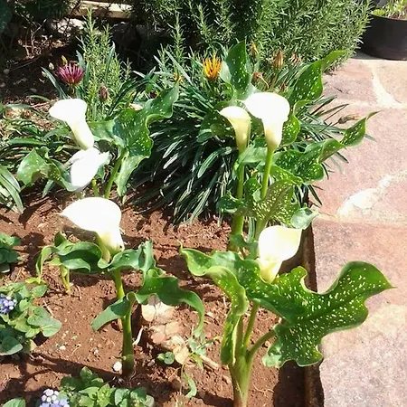 Mihael And Melani 포레치