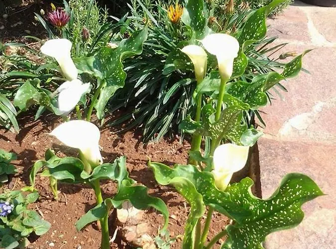 Mihael And Melani Πόρετς